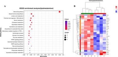 Study of transport, tissue distribution, depletion, and hepatotoxicity of Cyadox, a quinoxaline-1,4-dioxide derivative